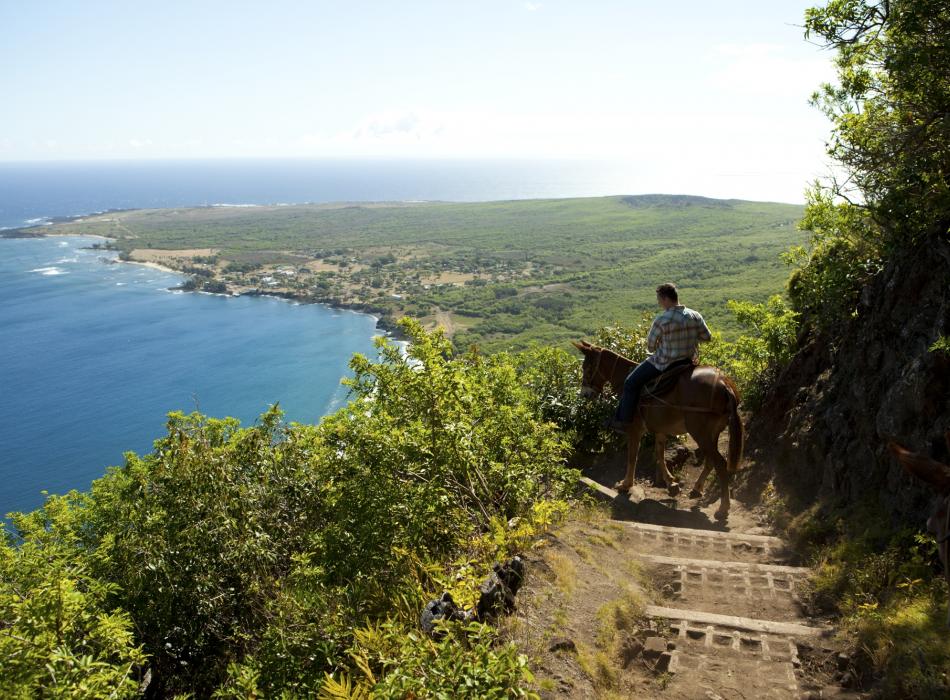 cưỡi la leo vách đá ở Hawaii