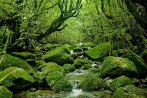 Khu rừng Yakushima